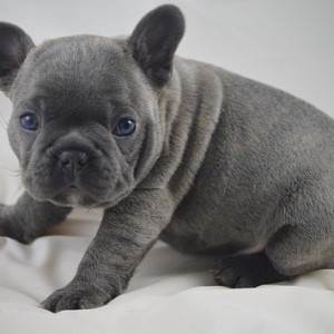 Beautiful French Bulldog puppies for adoption