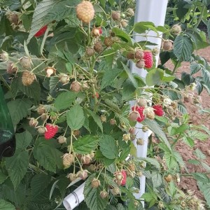 Smrznute maline 1.klasa