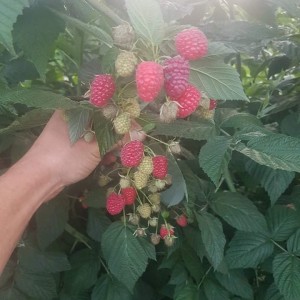 Smrznute maline