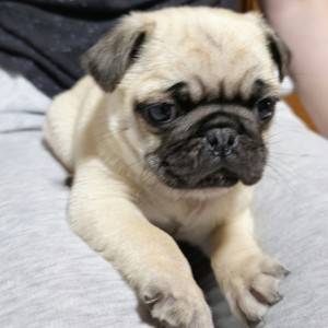 Mops štenci
