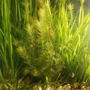 Akvarijsko bilje, valisneria i rogolist visine do 40 cm