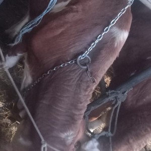 2 krave simentalke