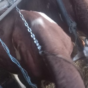 2 krave simentalke