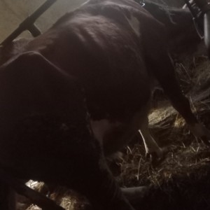 2 krave simentalke