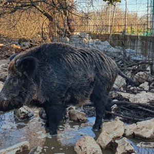 VEPAR , 5g, oko 200kg
