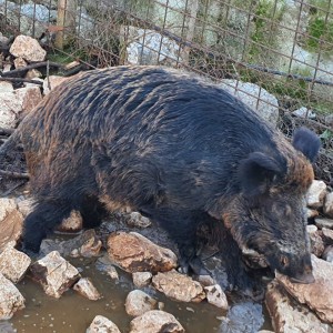 VEPAR , 5g, oko 200kg
