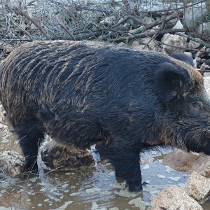 VEPAR , 5g, oko 200kg