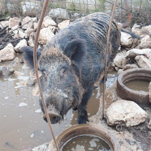 VEPAR , 5g, oko 200kg