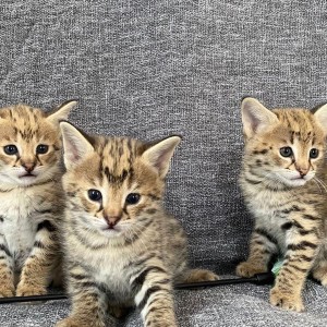 Serval mačke dostupne