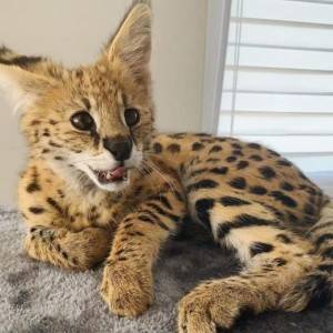 Dostupne Savannah