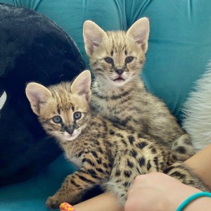 Serval mačke dostupne