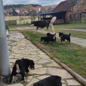 Poklanjam štence (mješanci Haskija, otac nepoznat)