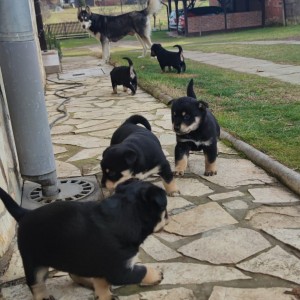Poklanjam štence (mješanci Haskija, otac nepoznat)