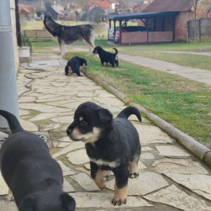 Poklanjam štence (mješanci Haskija, otac nepoznat)