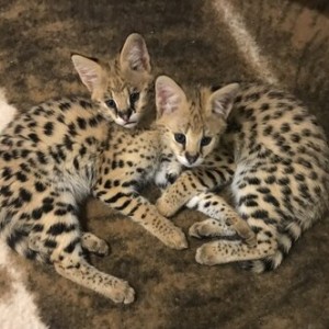 Dostupne Savannah