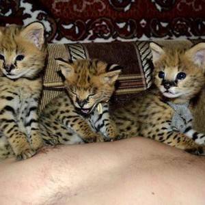 Dostupne Savannah