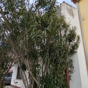 ZADAR, PETRČANE - Prostrana obiteljska kuća za adaptaciju