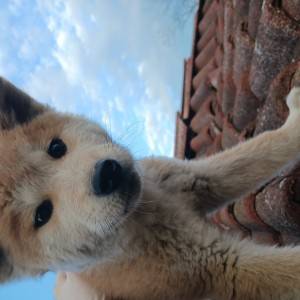 Akita Inu (Japanska Akita)