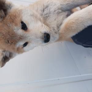 Akita Inu (Japanska Akita)