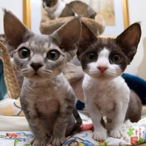 Prodajem devon rex mace