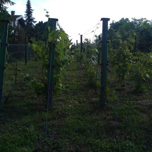 Vinograd, Dugo Selo,Carski put