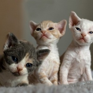Prodajem devon rex mace