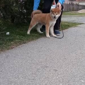 Akita Inu (Japanska Akita)
