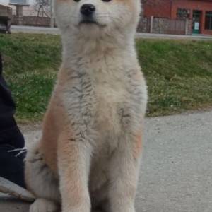 Akita Inu (Japanska Akita)
