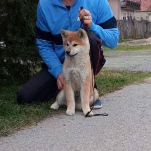 Akita Inu (Japanska Akita)