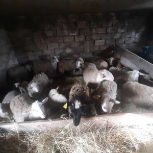 Prodajem 13 ovaca i jednog ovna Romanovskog.