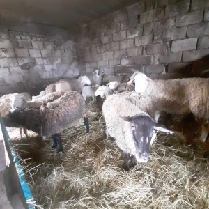Prodajem 13 ovaca i jednog ovna Romanovskog.