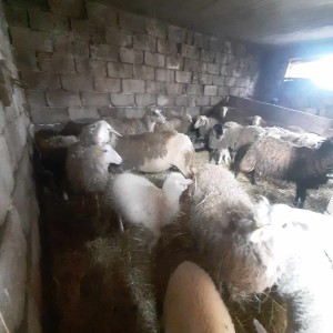 Prodajem 13 ovaca i jednog ovna Romanovskog.