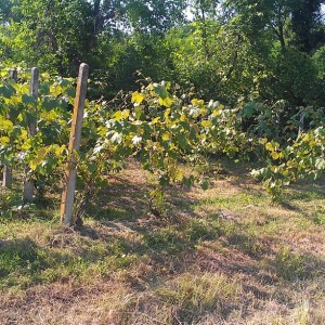 Vinograd, Dugo Selo,Carski put