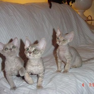 Prodajem devon rex mace