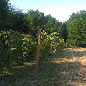 Vinograd, Dugo Selo,Carski put