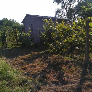 Vinograd, Dugo Selo,Carski put