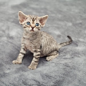 Prodajem devon rex mace