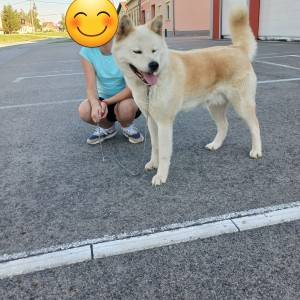 Akita Inu (Japanska Akita)