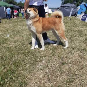 Akita Inu (Japanska Akita)
