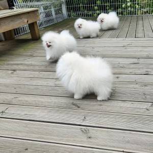Pomeranac (BOO) mužjaci i ženke