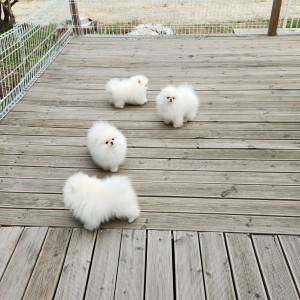 Pomeranac (BOO) mužjaci i ženke