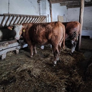 Prodajem dvije bređe junice simentalske pasmine