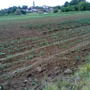Križ, poljoprivredno zemljište 16.601 m2, moguća gradnja