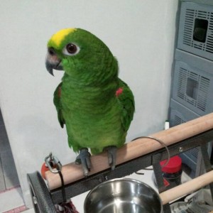 Prodajem pitome amazonske papige Baby Yellow Nape koje govore