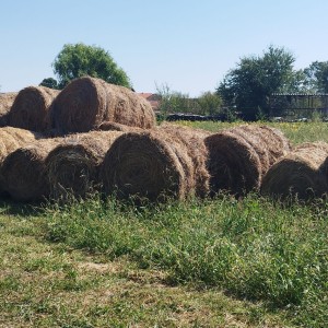 Livadsko sjeno