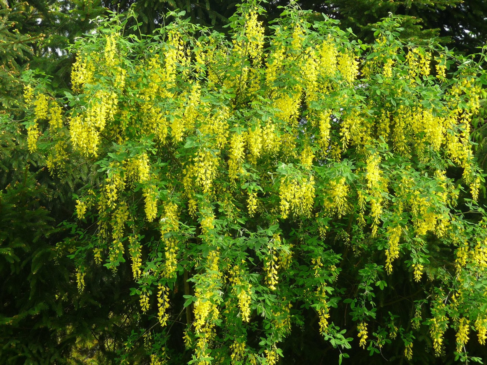 sadnica Laburnum zlatna kiša