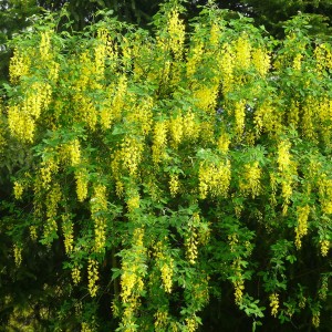 sadnica Laburnum zlatna kiša