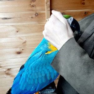 Prekrasna pitoma baby plava i zlatna ara