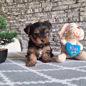 Yorkshire terrier, Jorkširski terijer, Jorki, Yorki