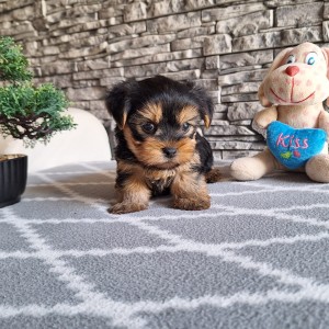 Yorkshire terrier, Jorkširski terijer, Jorki, Yorki